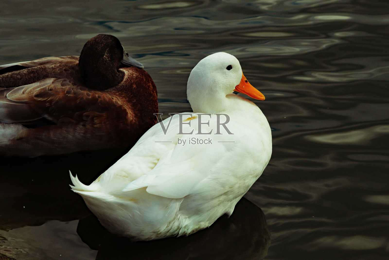 美丽而罕见的图片，美丽的白色鸭子和野鸭在湖上照片摄影图片