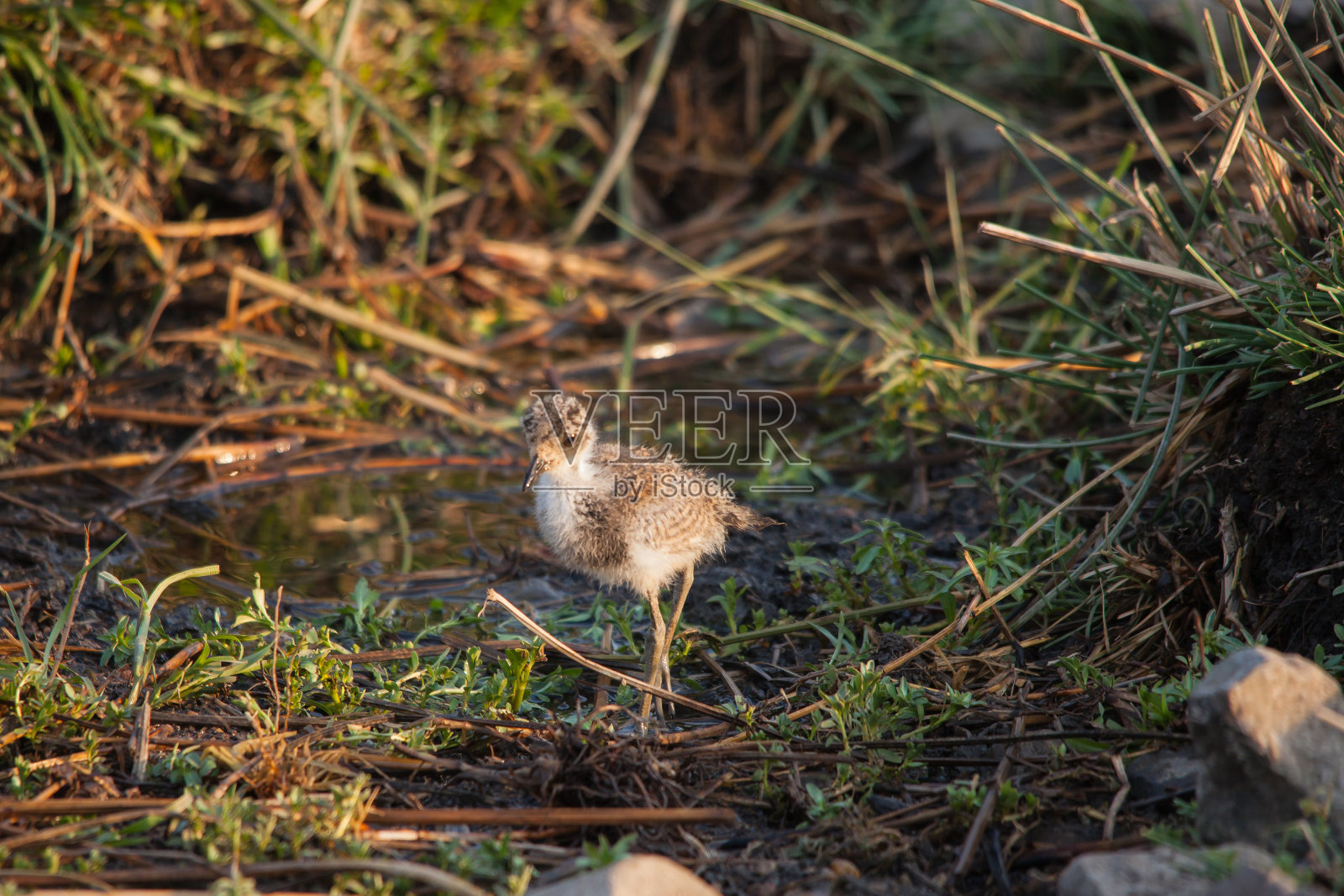 小铁匠田凫(云母)14927照片摄影图片