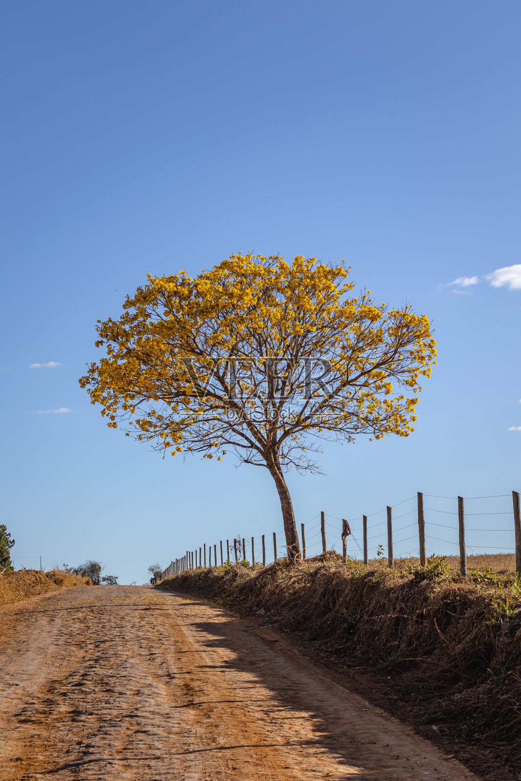 圣多美达勒特拉斯市的黄ipe树照片摄影图片