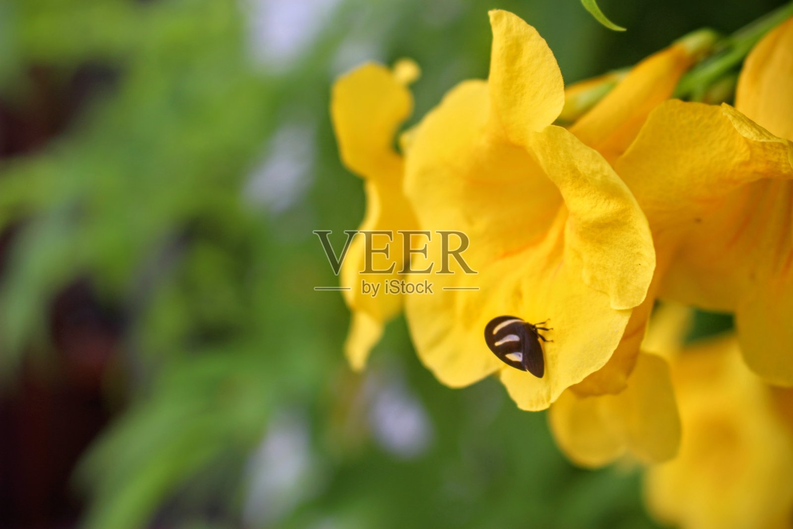 昆虫膜科-小士兵照片摄影图片