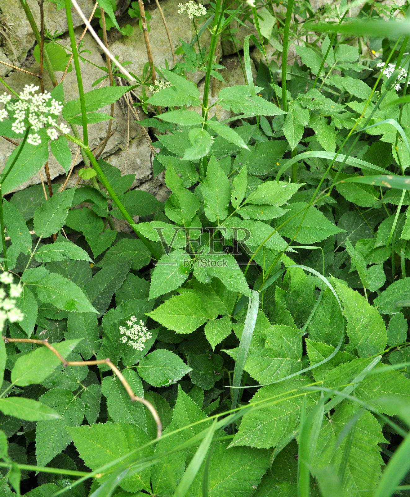 南极盾叶草在自然界中是一种杂草照片摄影图片