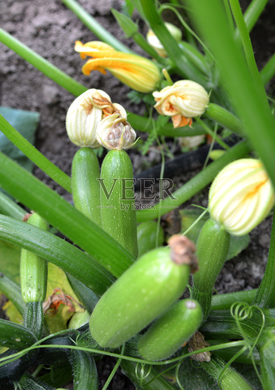 开花和水果小胡瓜照片摄影图片