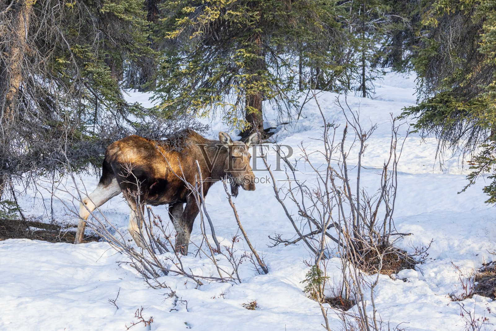 阿拉斯加的一头驼鹿照片摄影图片