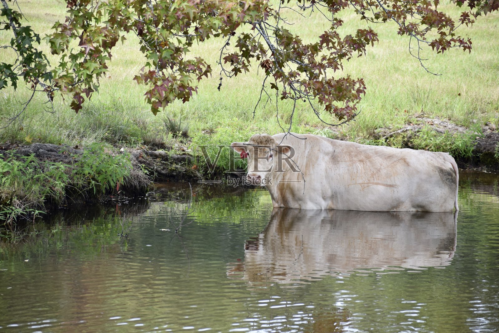 水边公牛1照片摄影图片