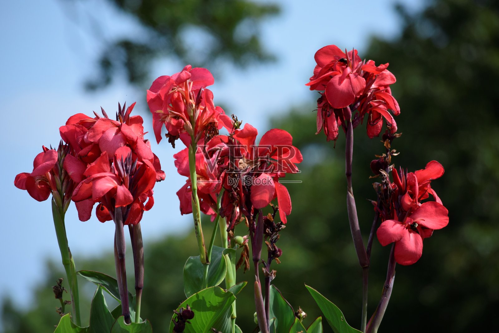 红色的花照片摄影图片