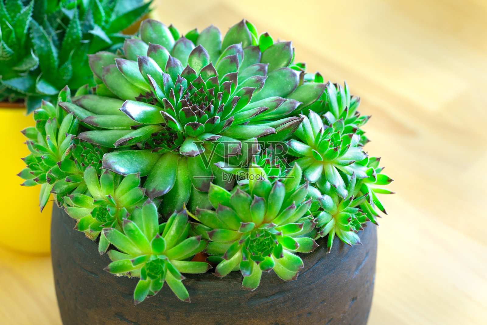 盆栽中的绿色多肉植物特写照片摄影图片