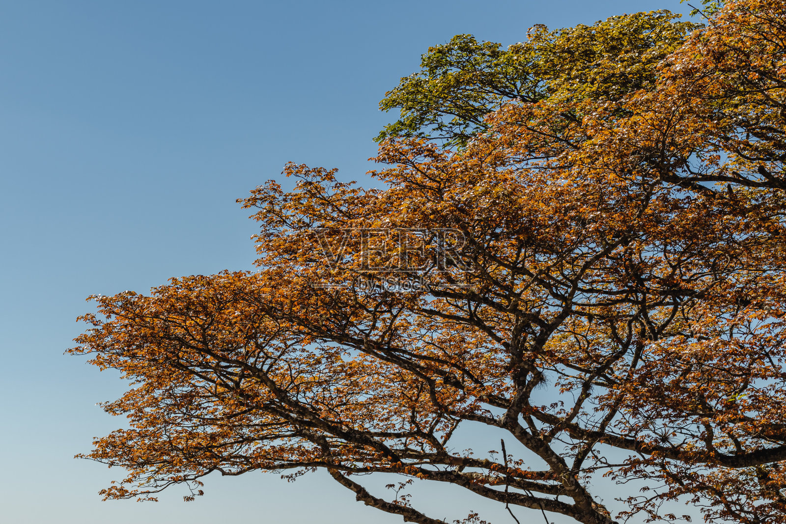 圣多美达勒特拉斯市的一棵红叶树照片摄影图片