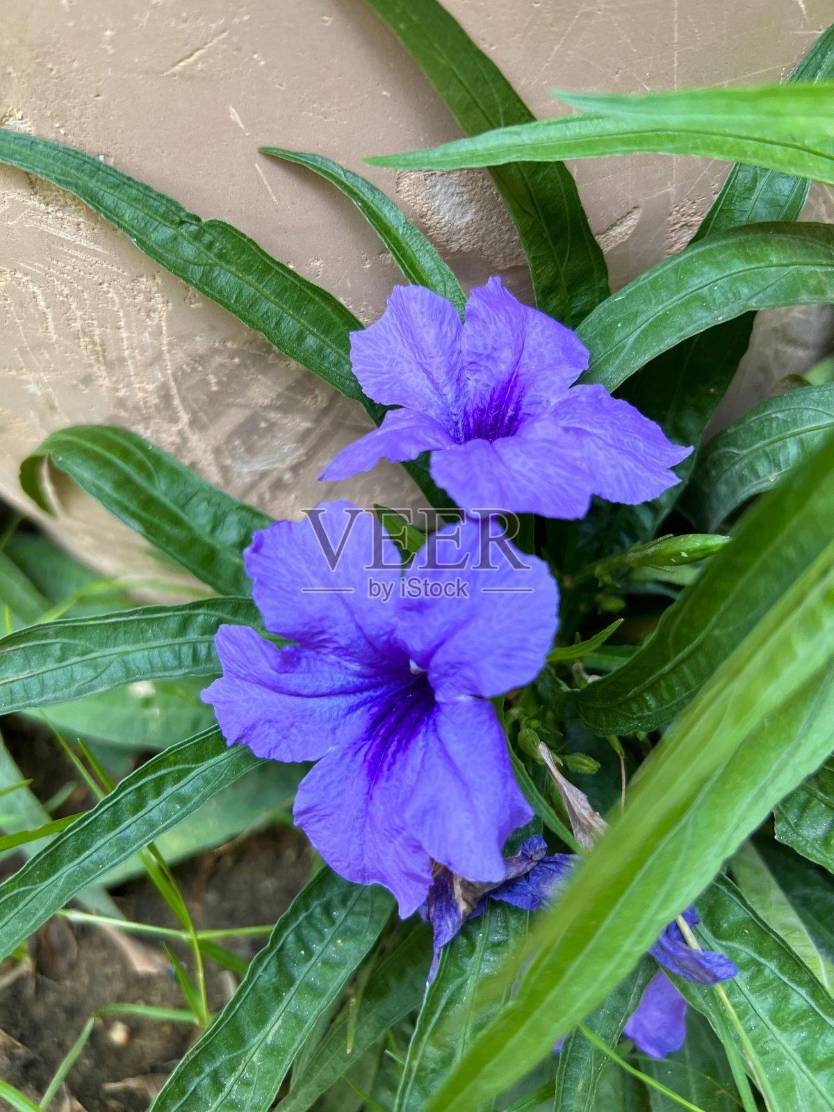 埃及的紫花芦莉草特写照片摄影图片