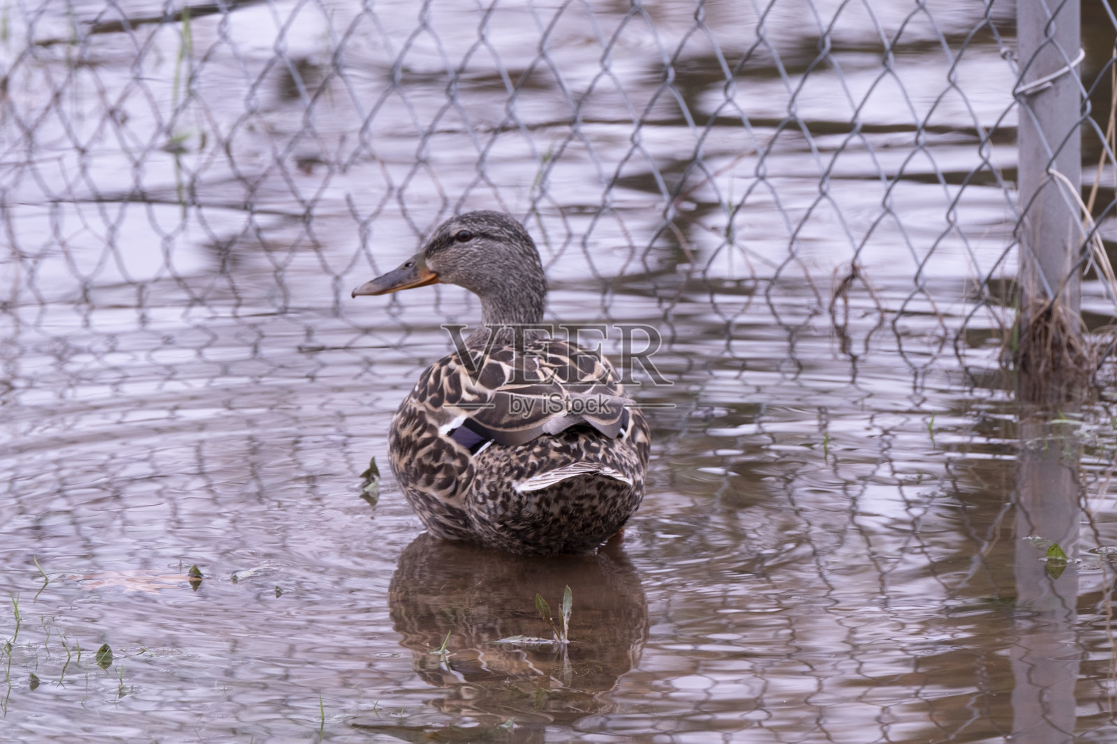 野鸭照片摄影图片