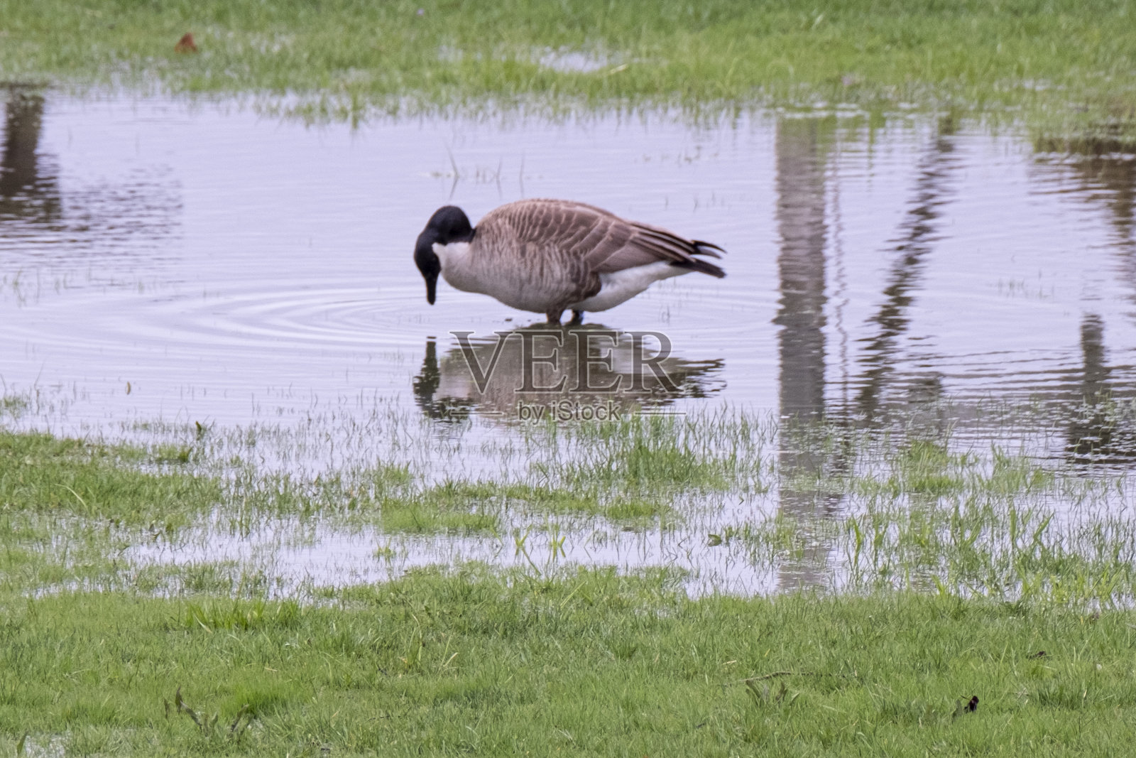 鹅饮水倒影照片摄影图片