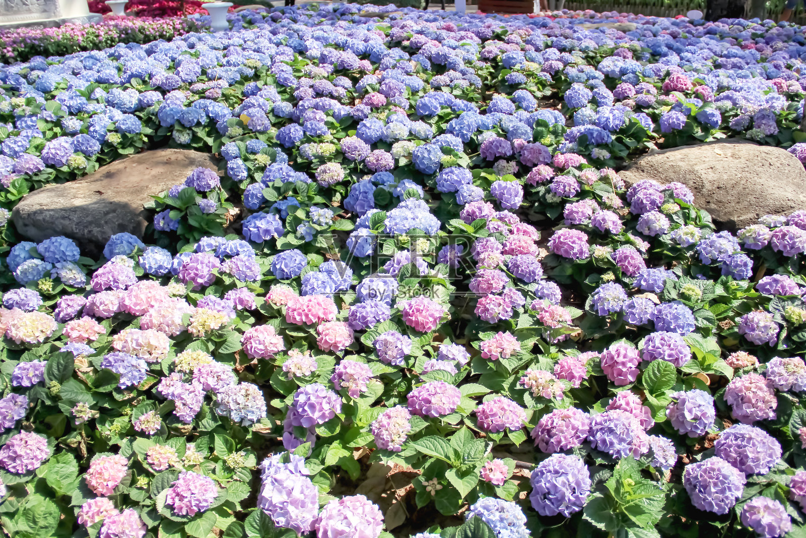 公园背景的天然园林中，大绣球(霍藤属)花田盛开装饰照片摄影图片