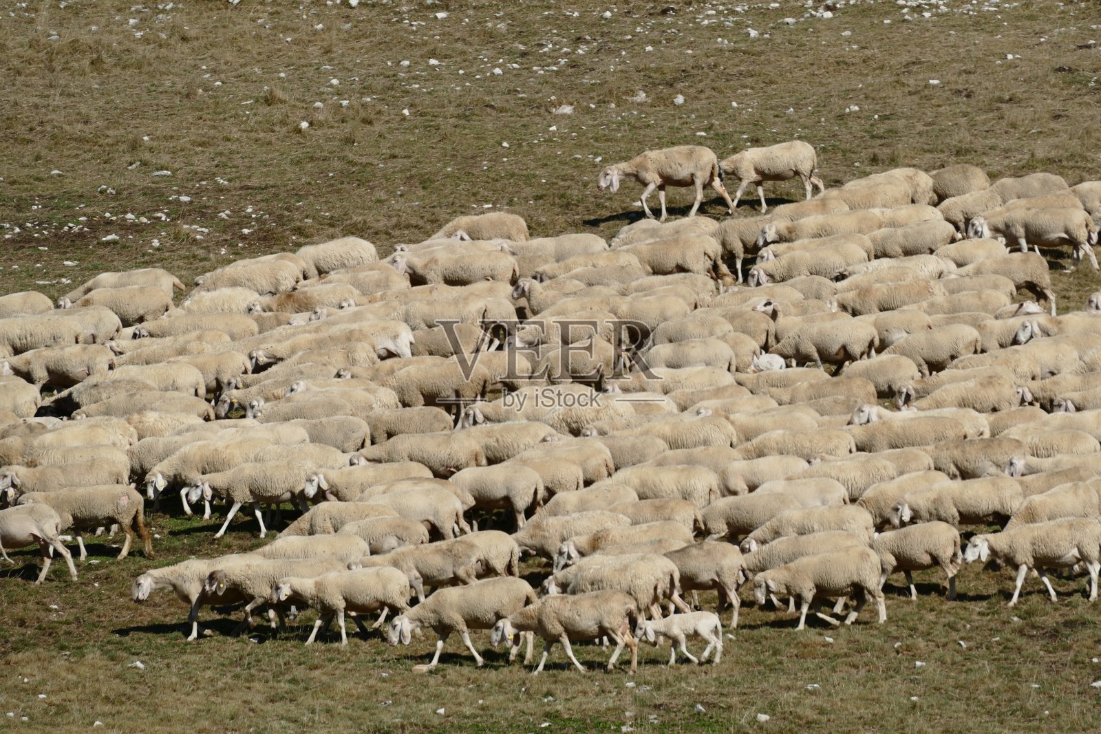 在意大利阿尔卑斯山的草地上吃草的绵羊照片摄影图片