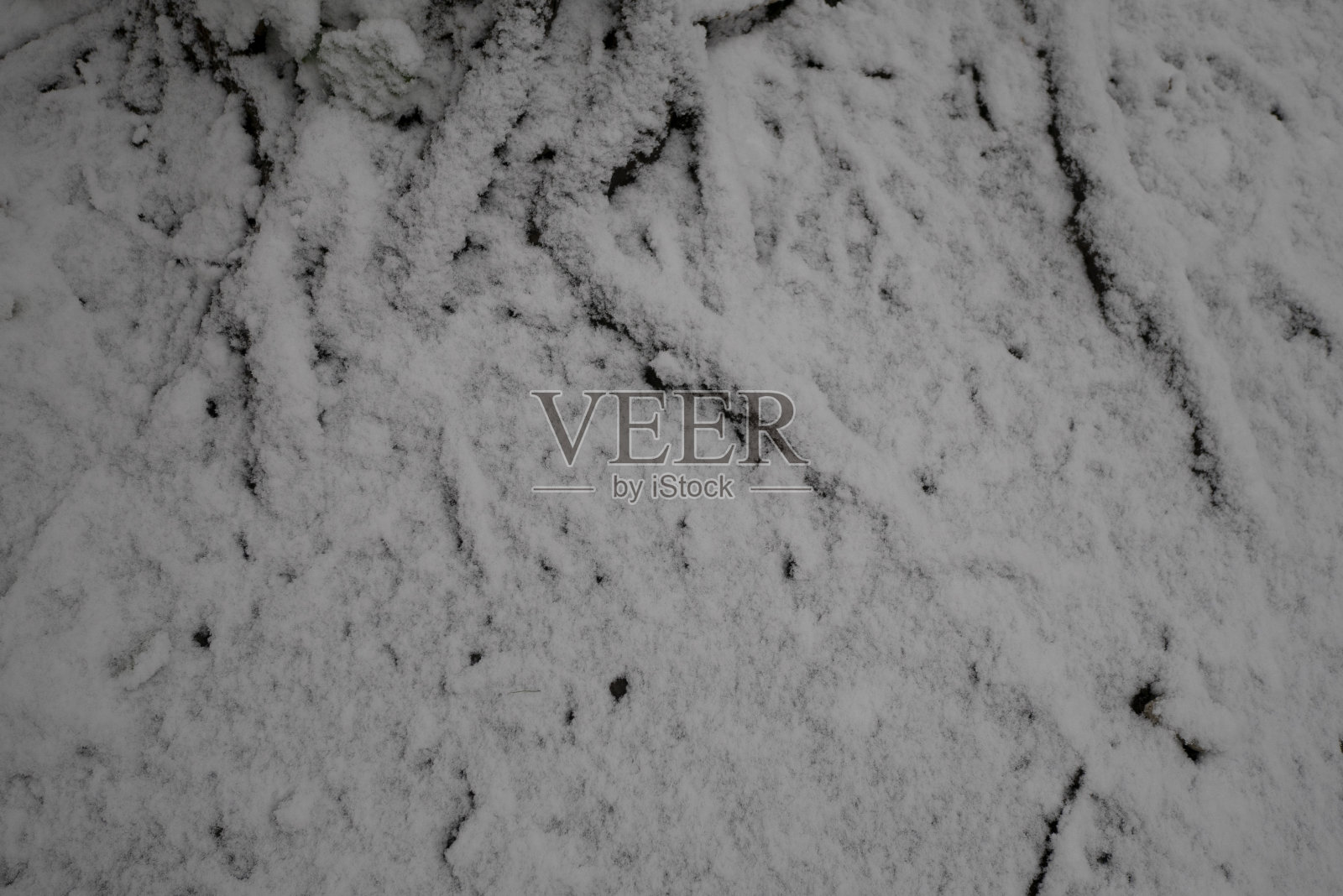 白雪覆盖的树根照片摄影图片