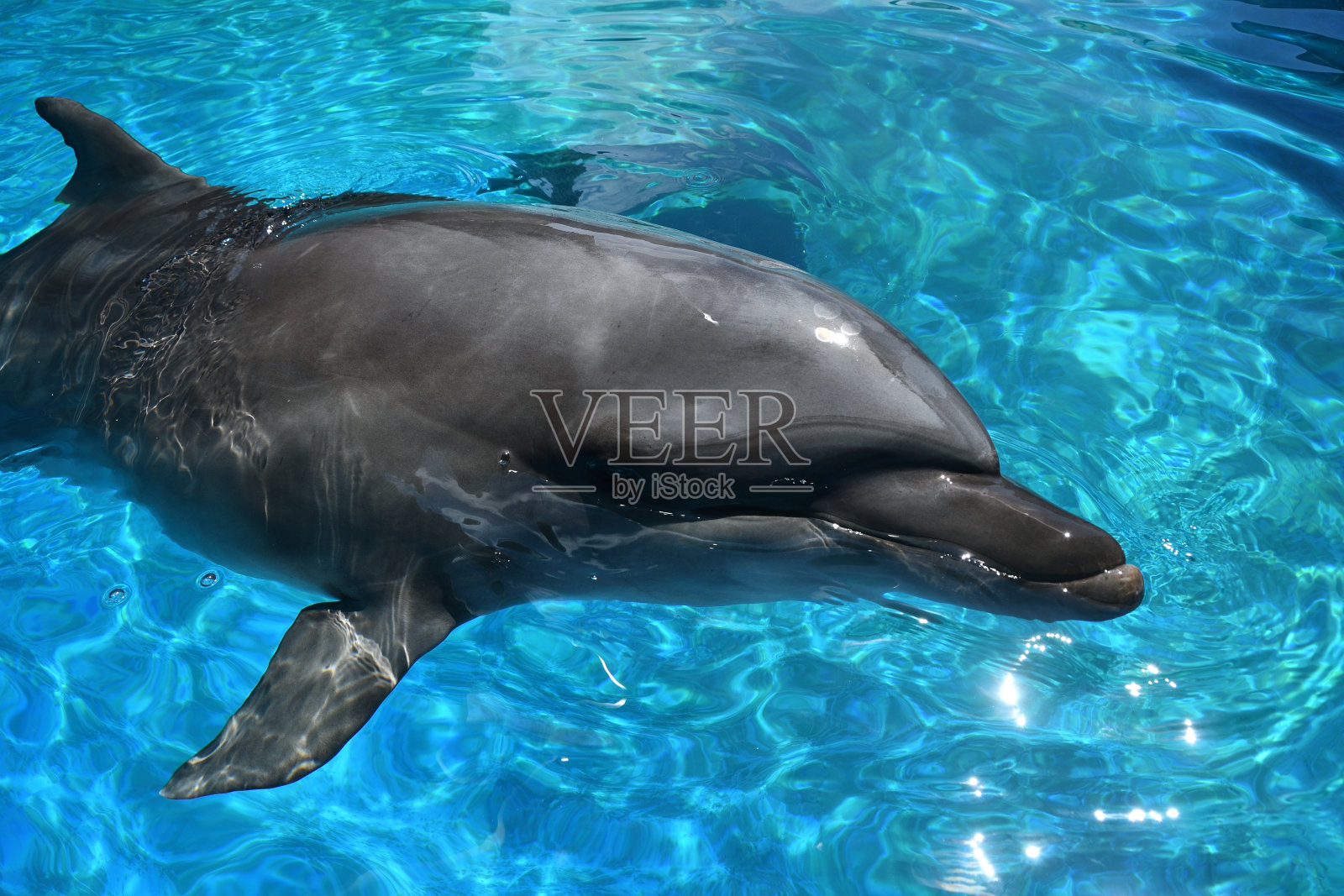 海豚的面部特写。照片摄影图片