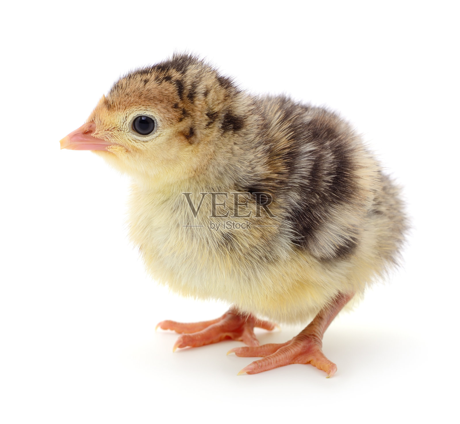 鸡土耳其孤立。照片摄影图片