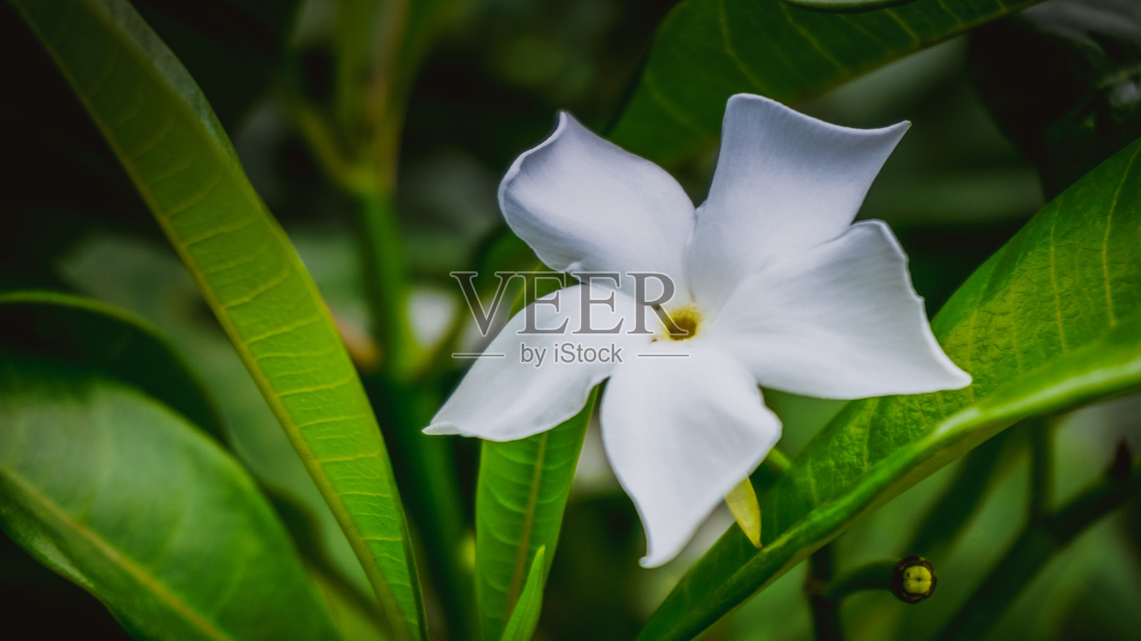 白色的花照片摄影图片