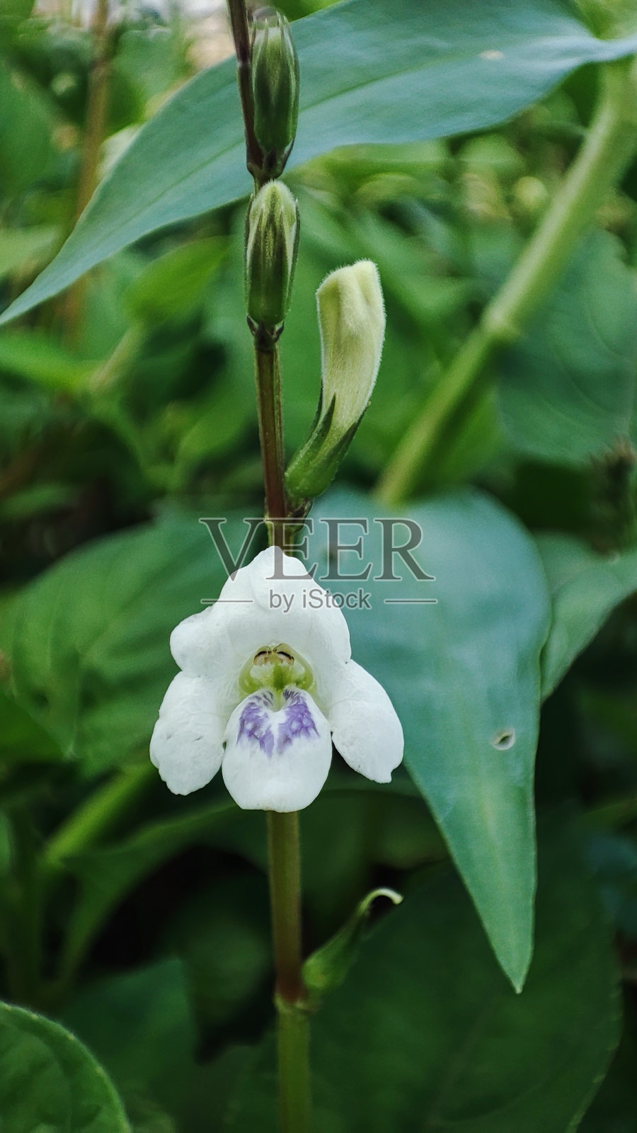 小小的花朵照片摄影图片