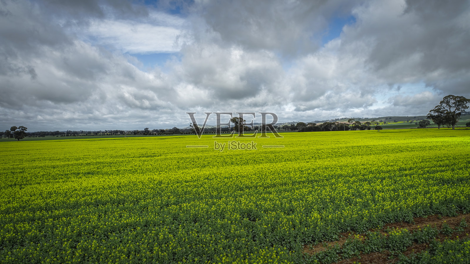 油菜田空中照片摄影图片