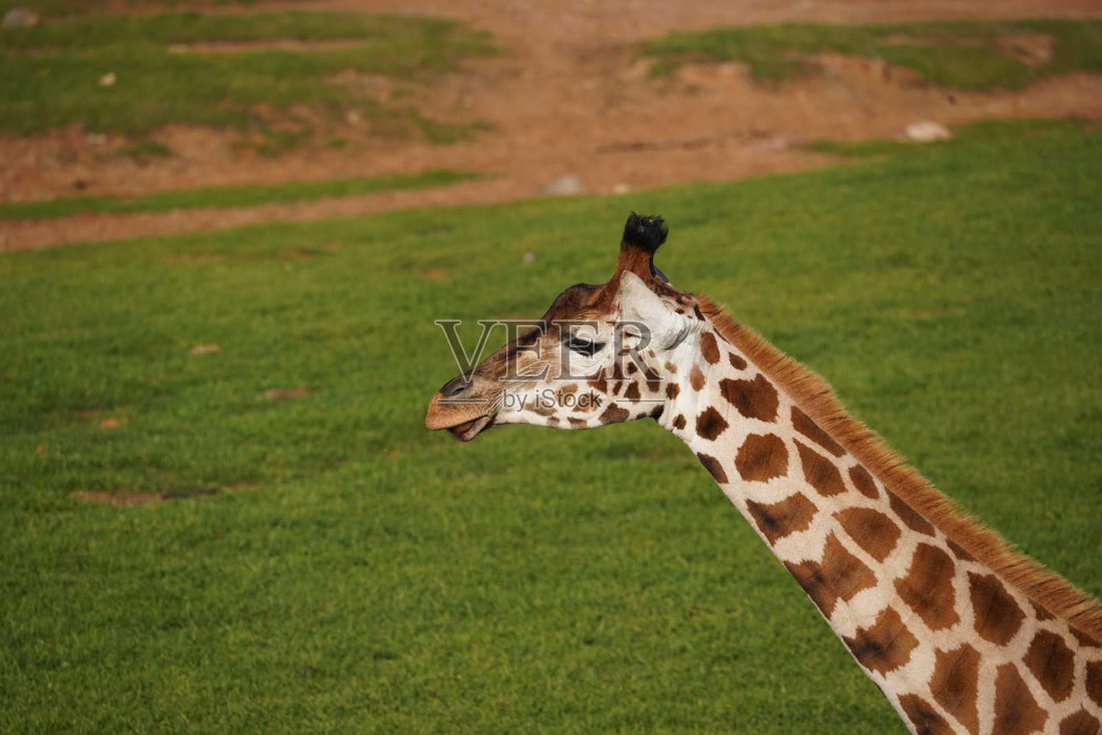 长颈鹿头部和颈部的侧面肖像照片摄影图片
