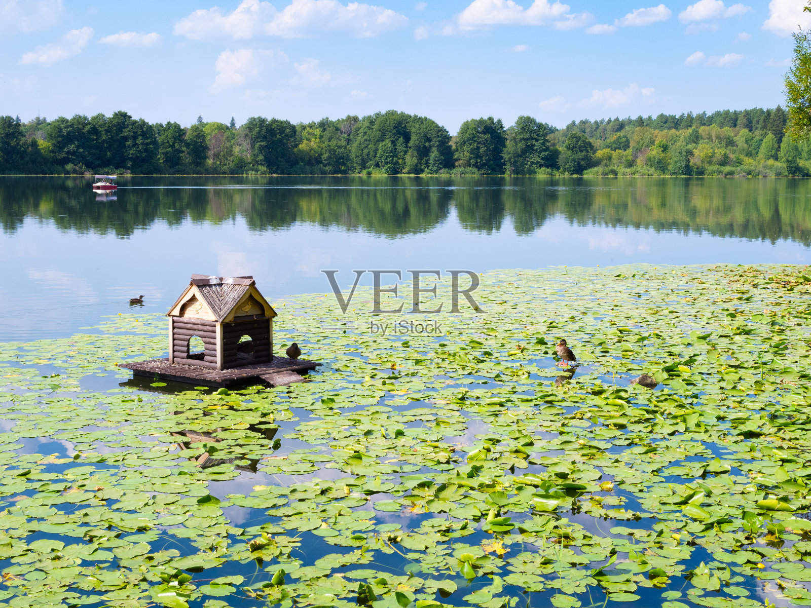 鸭窝与木鸭间睡莲照片摄影图片