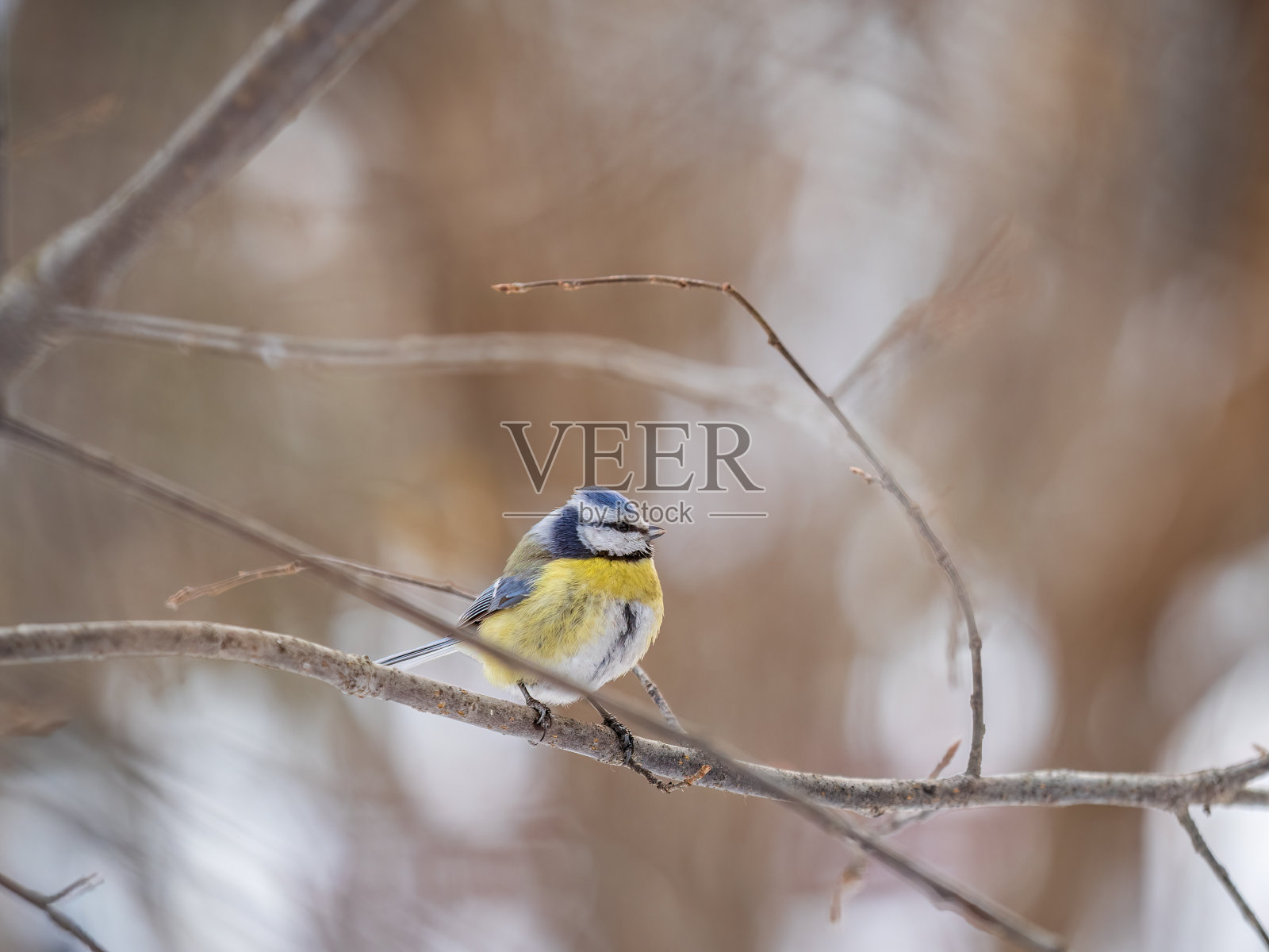 可爱的鸟，欧亚蓝山雀，鸣禽，秋天或冬天坐在没有叶子的树枝上照片摄影图片