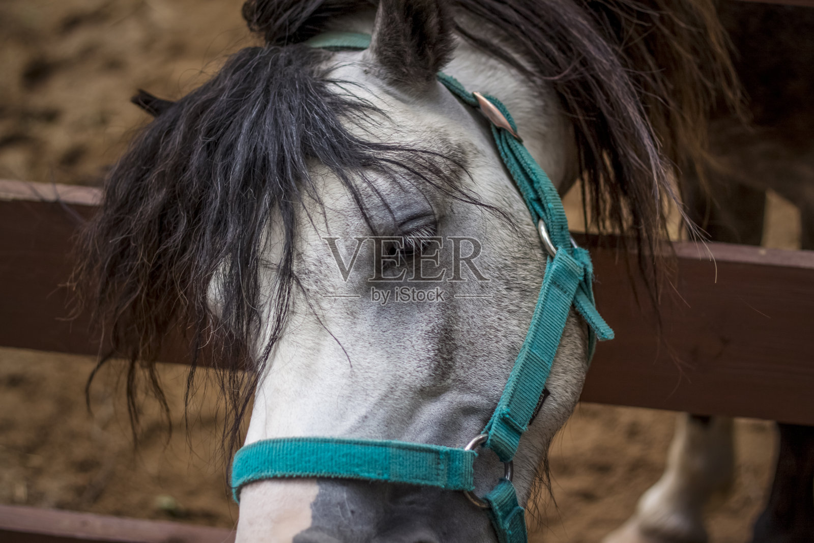 小城市动物园鸟舍里的动物。动物们从游客手中被喂食，孩子们可以抚摸它们照片摄影图片