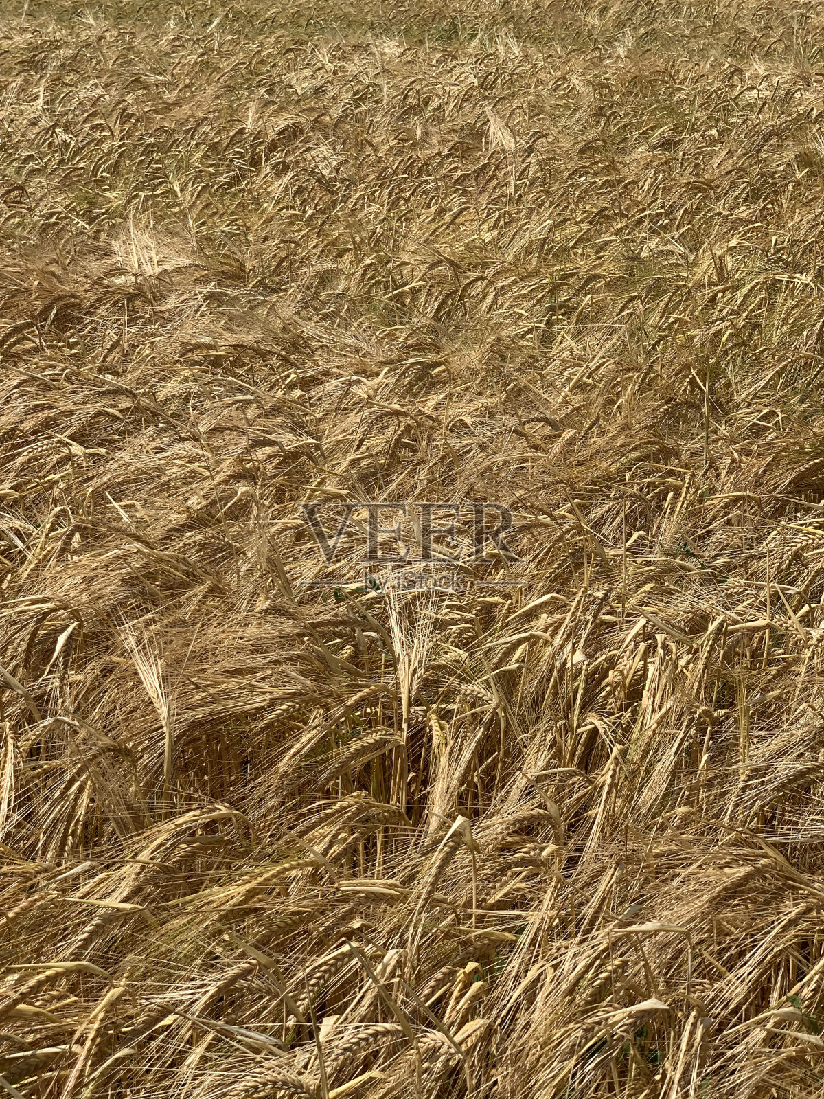 谷物作物的成熟穗田照片摄影图片