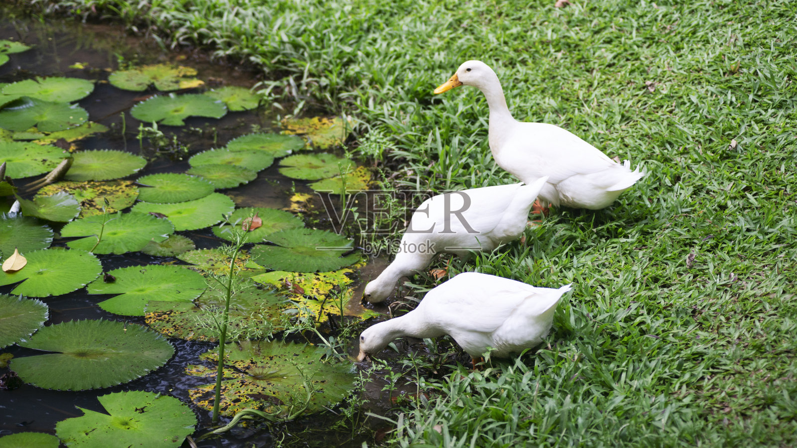 牧场上的一群白鹅。大白鹅在草地上。绿草地上的家鹅照片摄影图片
