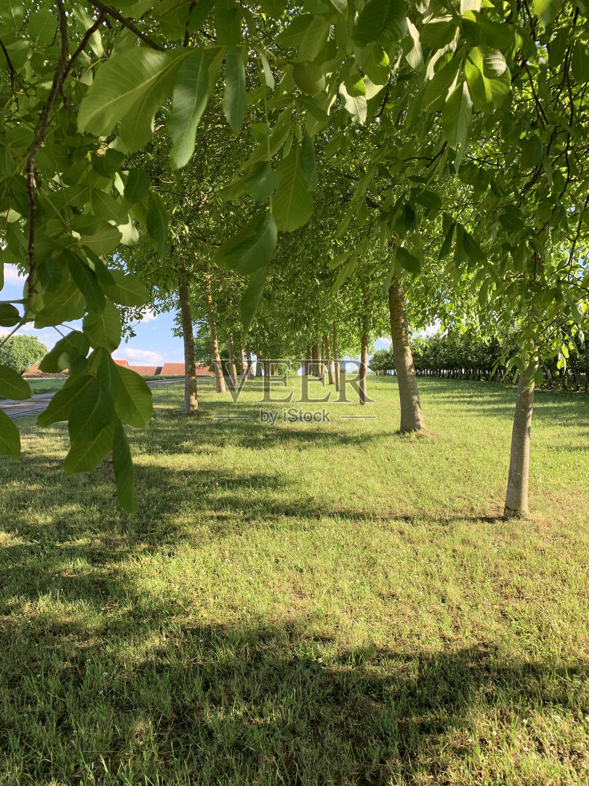 种植均匀的小核桃林照片摄影图片