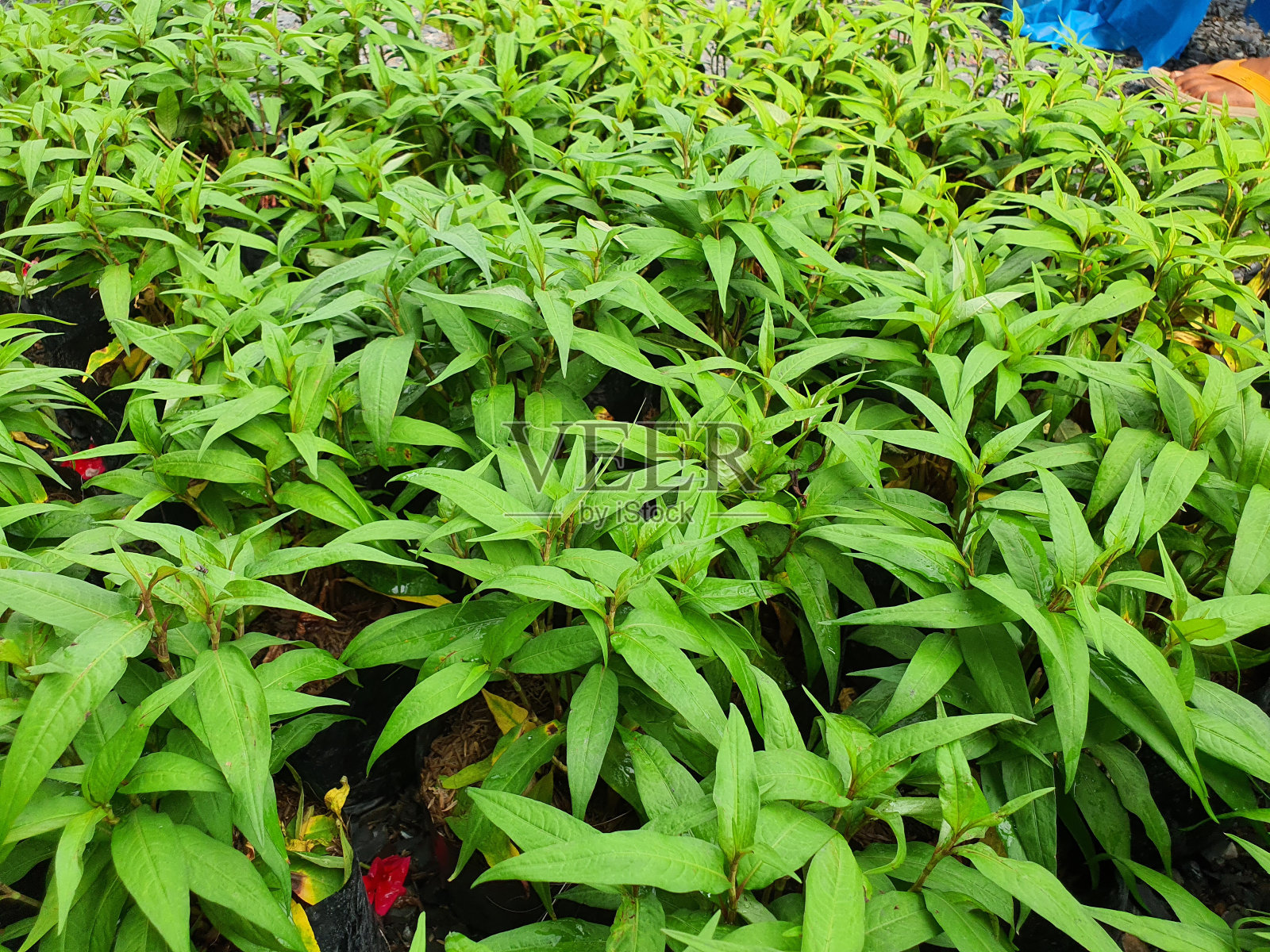 飞机桃是一种草本植物，通常有根。照片摄影图片