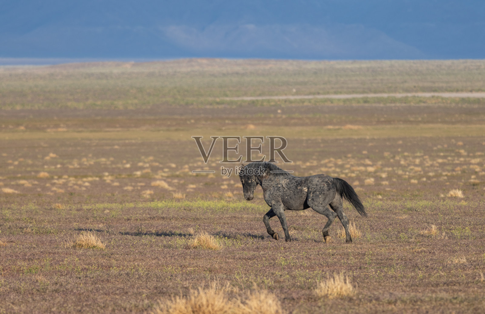 春天的野马在犹他沙漠照片摄影图片