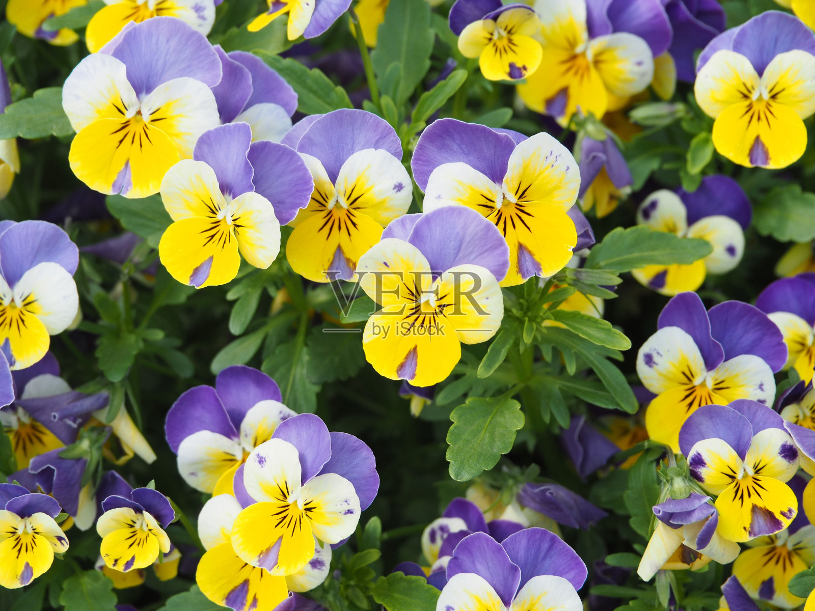 三色堇菜盛开的绿叶特写照片摄影图片