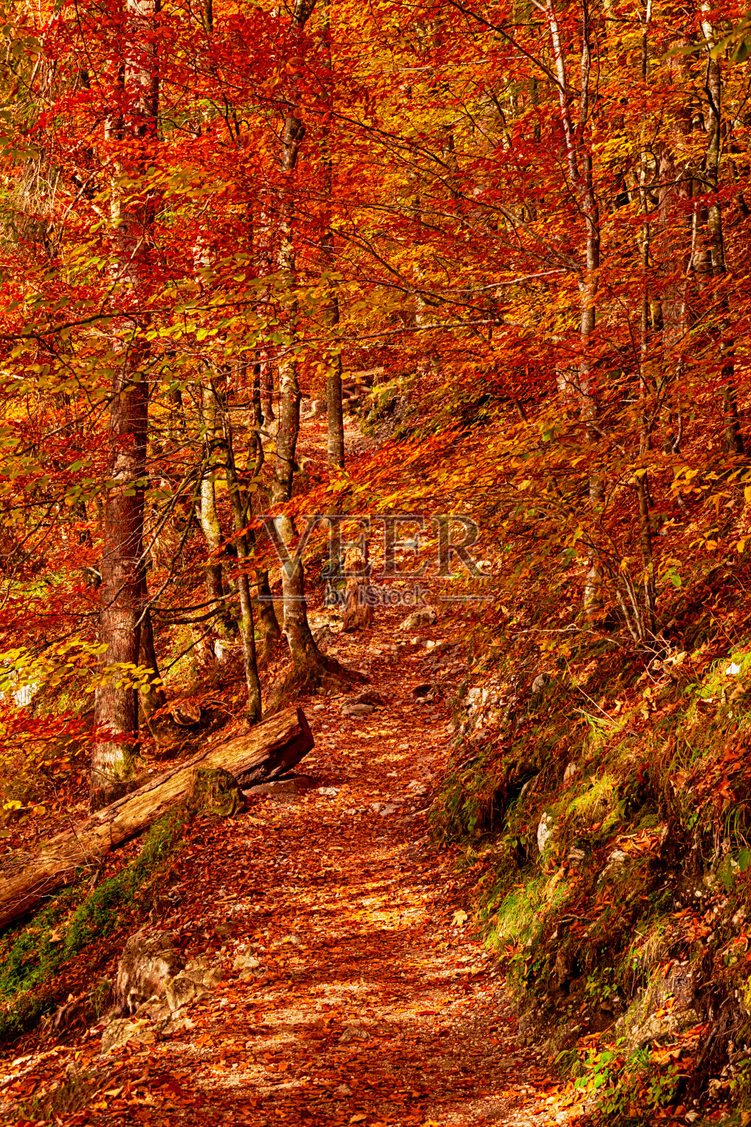 秋天的森林里，空无一人的小巷被树叶覆盖。德国贝希特斯加登国家公园。照片摄影图片