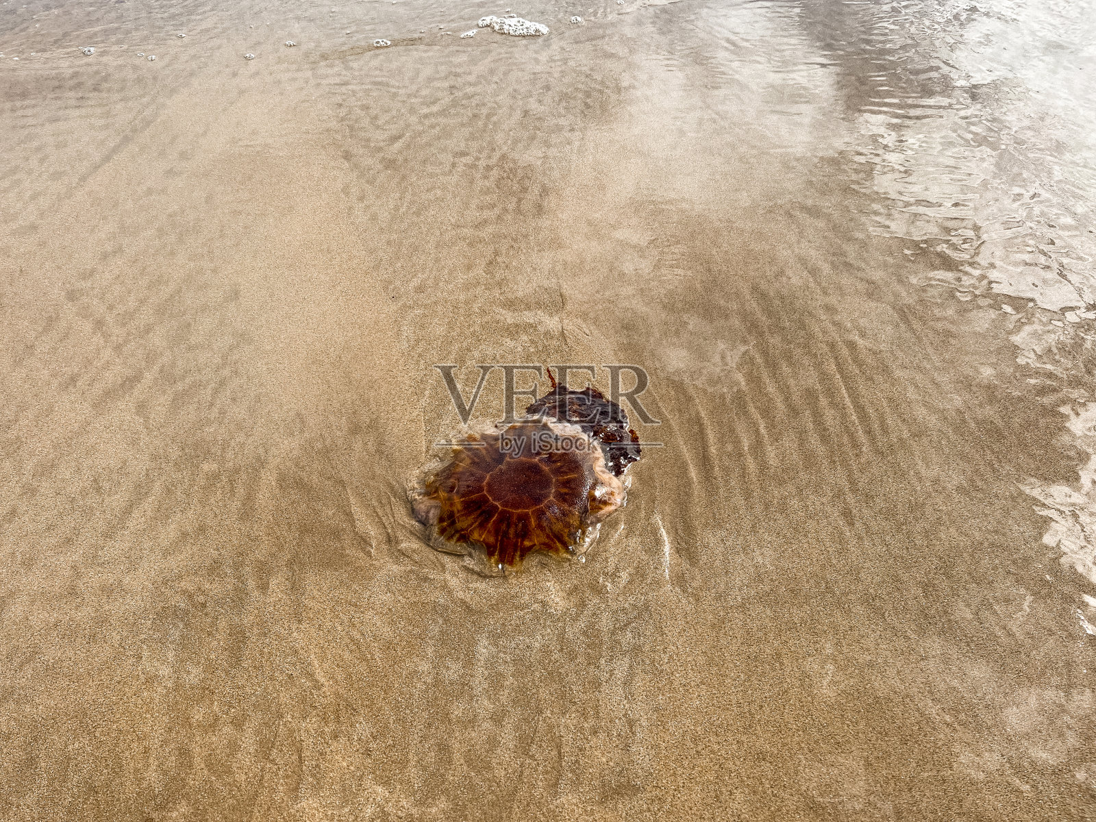 沙滩上被困的水母照片摄影图片