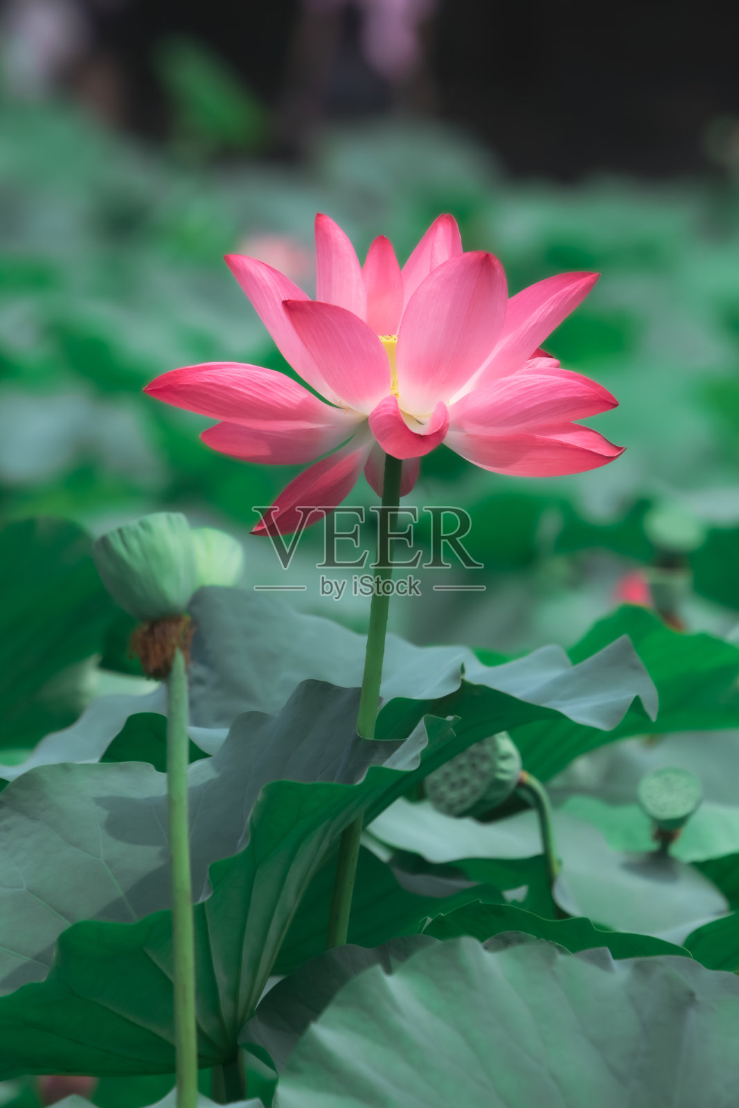 莲花照片摄影图片