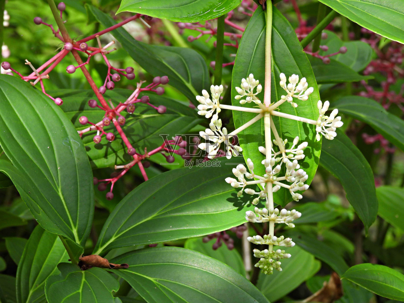 菲律宾粉红（Medinilla apoensis）照片摄影图片