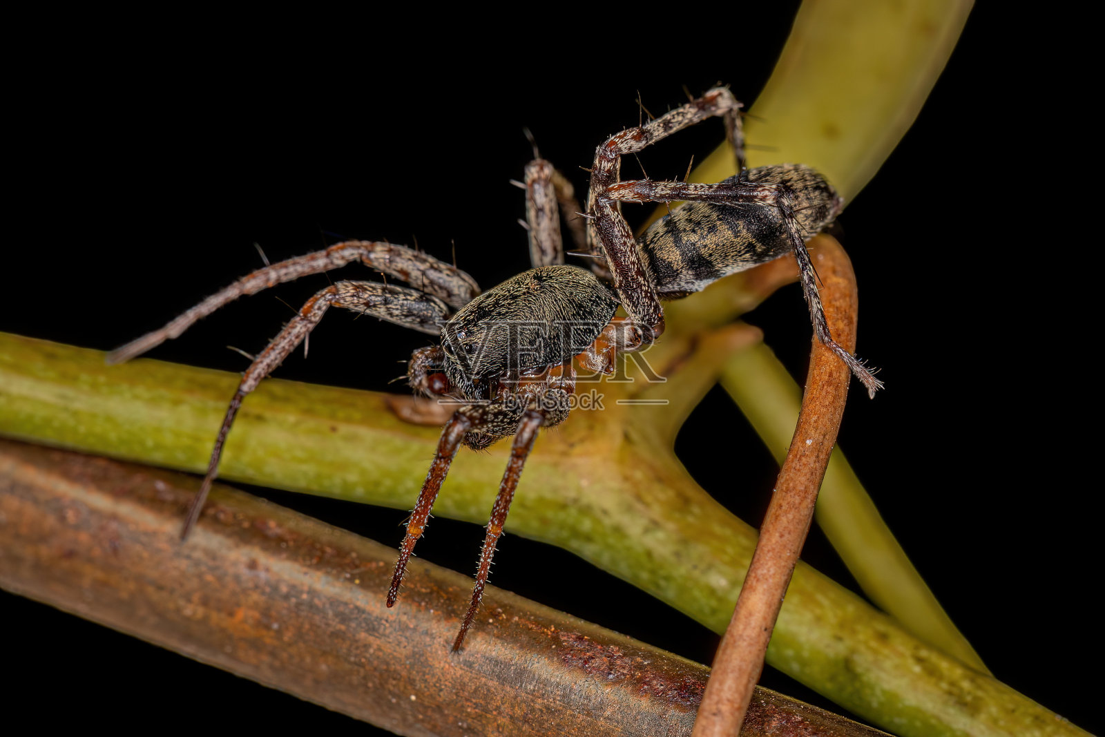 成年雄蚁模拟囊蜘蛛照片摄影图片