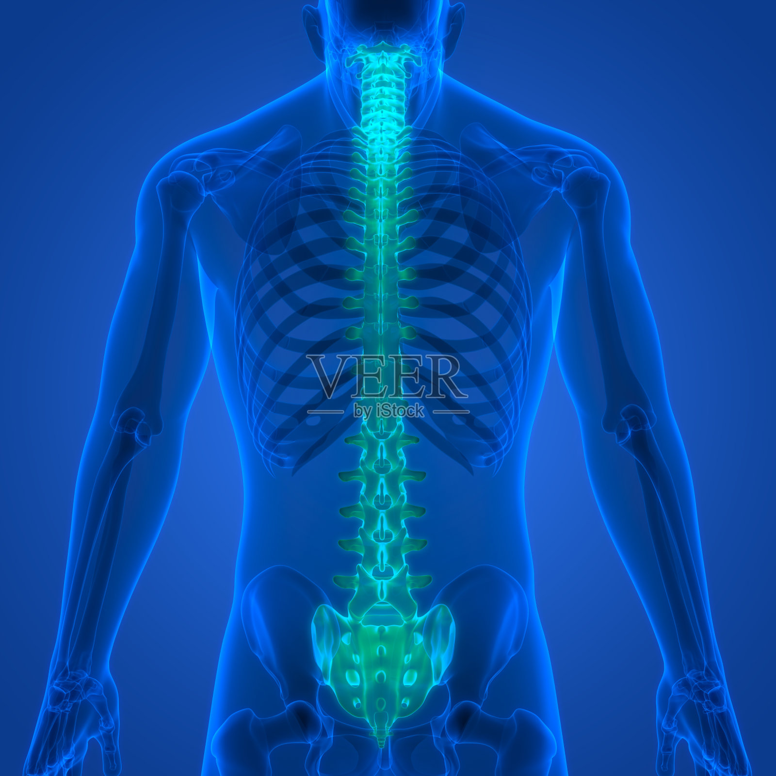 人体骨骼系统解剖中的脊髓、脊柱照片摄影图片