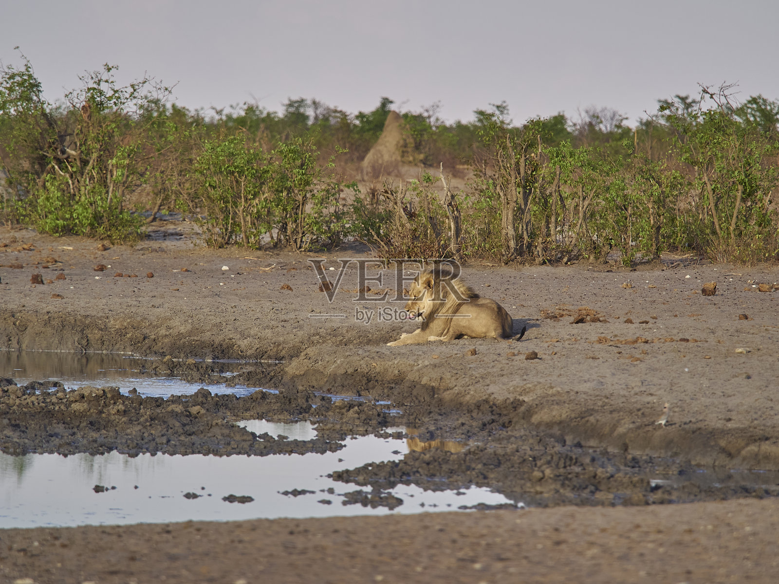 大雄狮躺在水坑旁照片摄影图片
