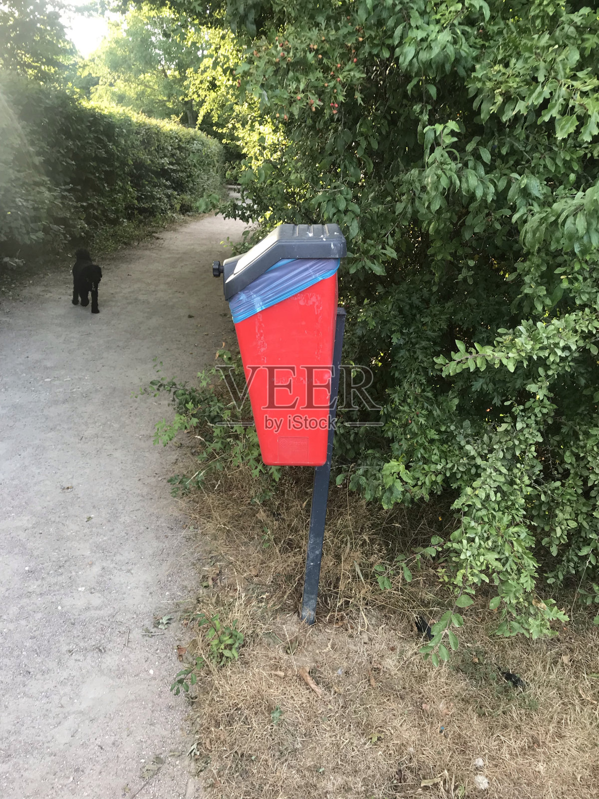 狗屎本照片摄影图片