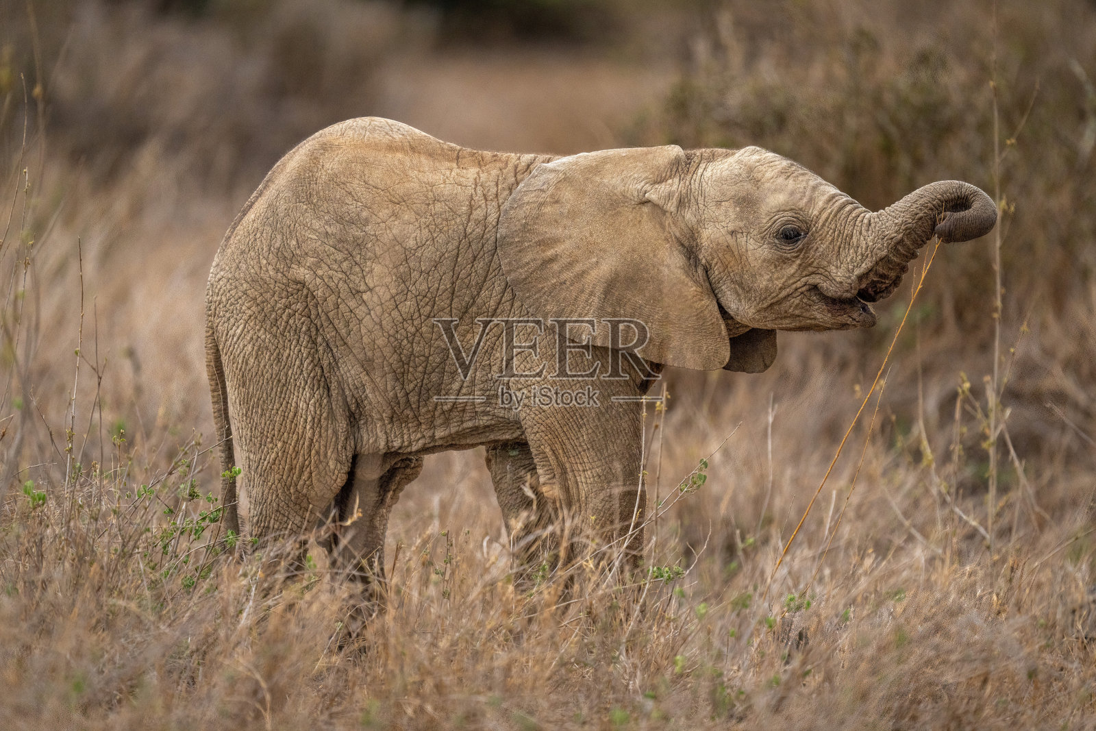 非洲矮象幼仔站在剥离树枝照片摄影图片