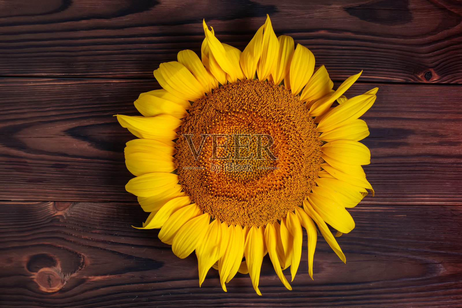 新鲜的向日葵幼苗在老木桌上照片摄影图片