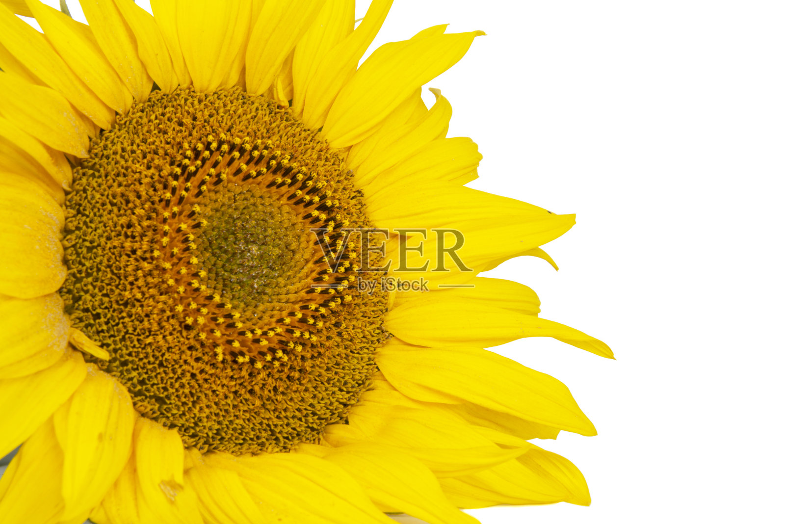 黄色向日葵绽放的美丽孤立在白色的背景上照片摄影图片