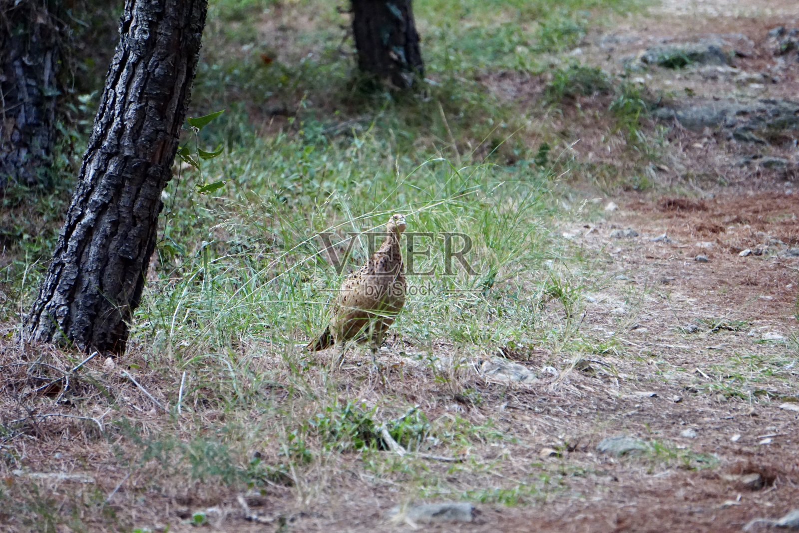 雉鸡科中“典型”的雉鸡属由两种组成。它的属名在拉丁语中是野鸡的意思。照片摄影图片