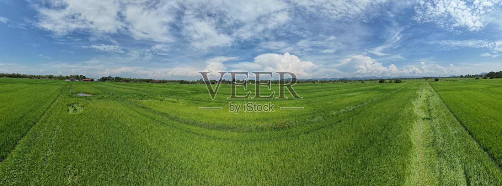 马来西亚吉打和佩里斯的稻田照片摄影图片