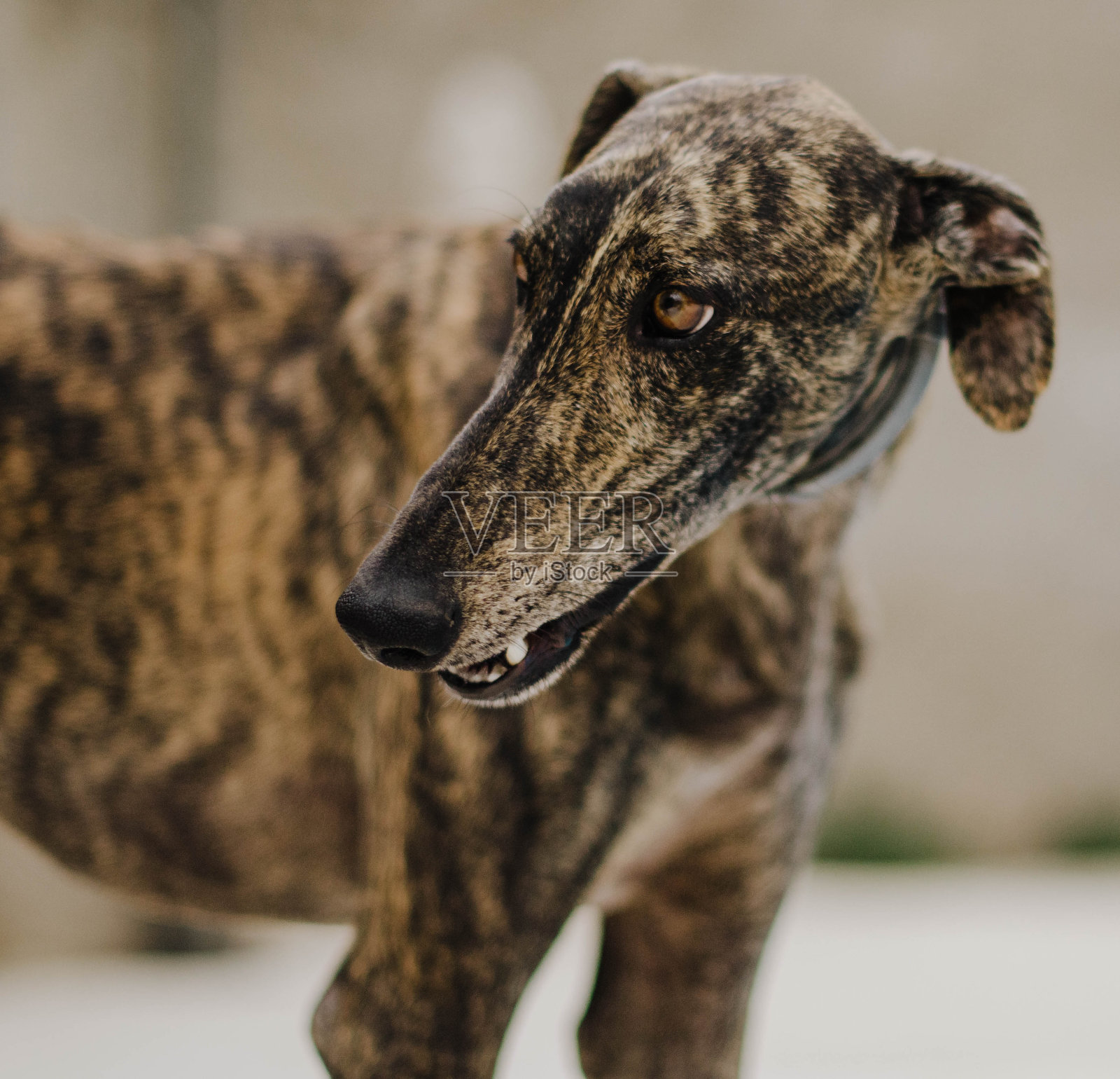 斑纹灰狗的肖像照片摄影图片