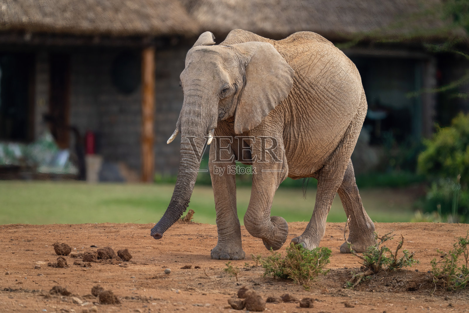 非洲丛林象漫步经过狩猎小屋照片摄影图片