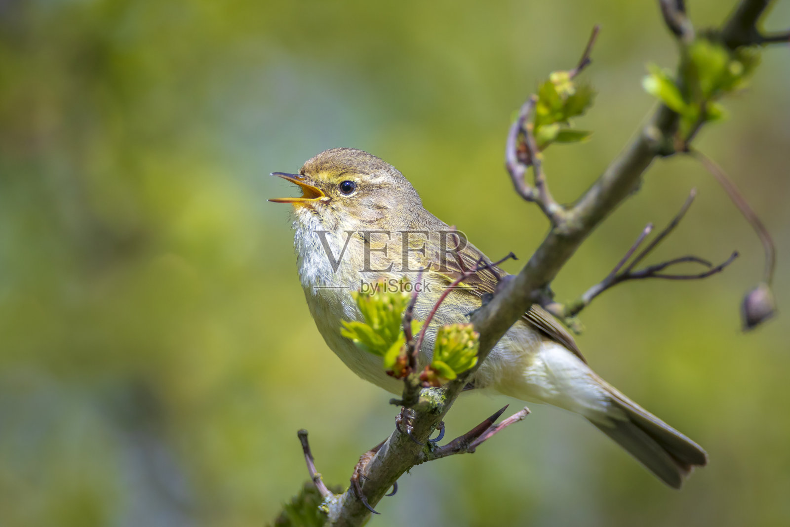 普通黄鹂鸟照片摄影图片