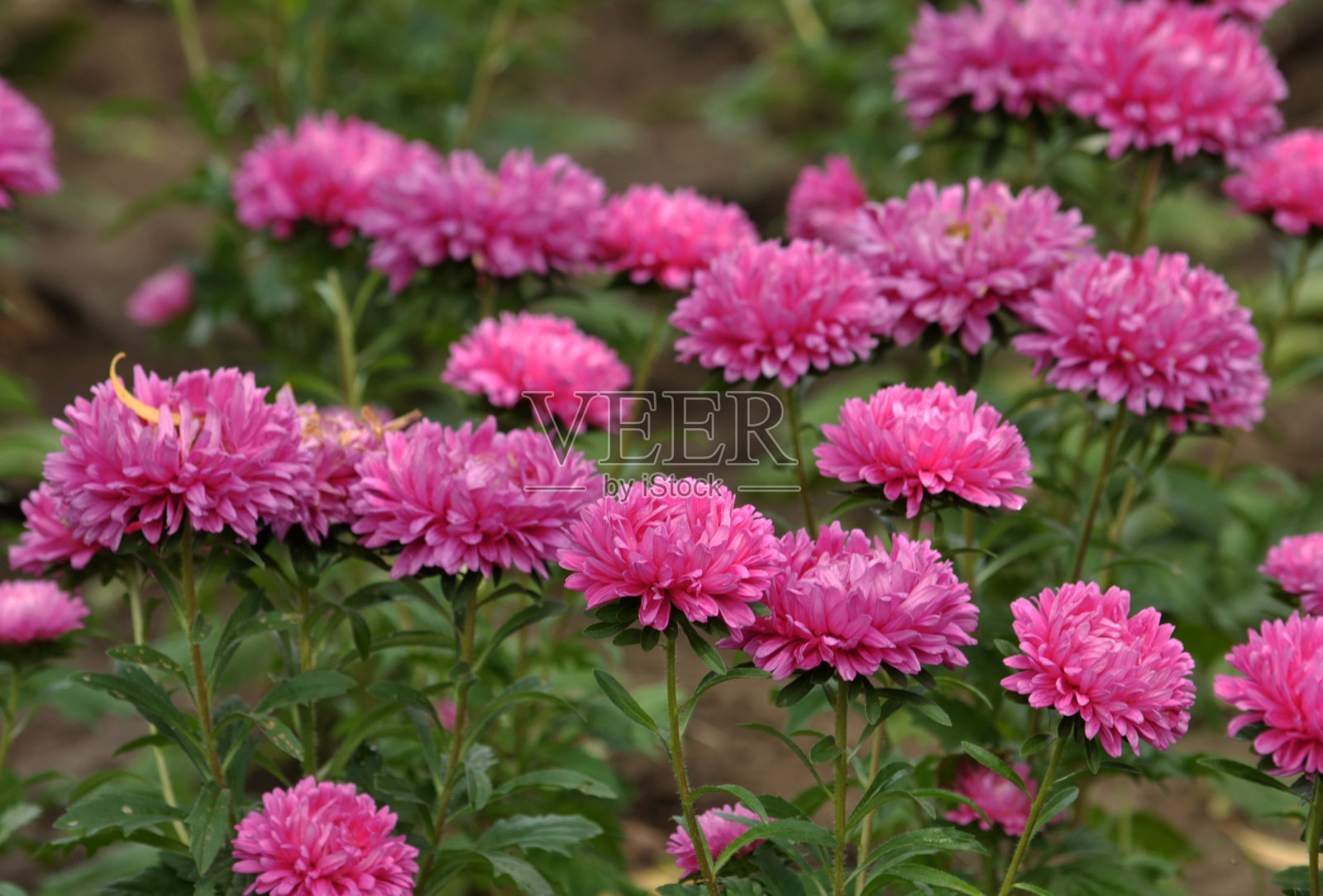 在一个花园里，粉红色的紫苑盛开着照片摄影图片