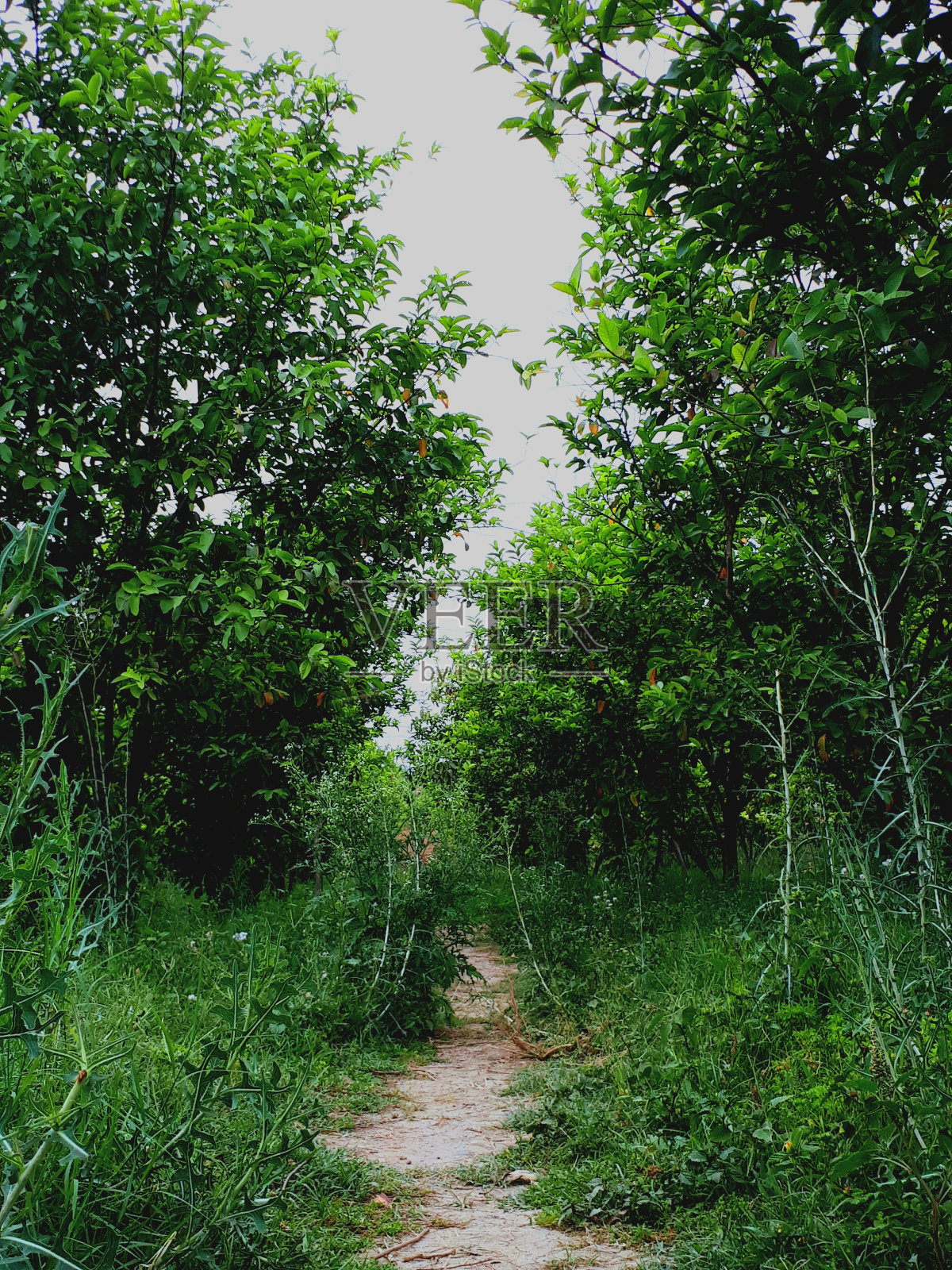 govav花园照片摄影图片